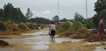 Tuốt, phơi rơm, lúa trên đường... hiểm họa khó lường - 13