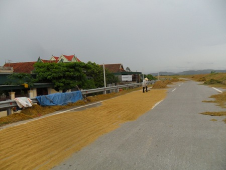 Tuốt, phơi rơm, lúa trên đường... hiểm họa khó lường - 19