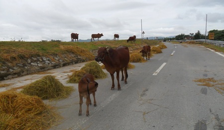 Tuốt, phơi rơm, lúa trên đường... hiểm họa khó lường - 5