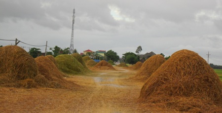 Tuốt, phơi rơm, lúa trên đường... hiểm họa khó lường - 1