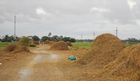 Tuốt, phơi rơm, lúa trên đường... hiểm họa khó lường - 2