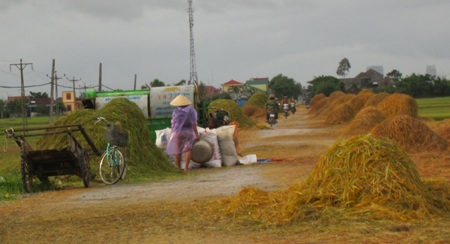 Tuốt, phơi rơm, lúa trên đường... hiểm họa khó lường - 3