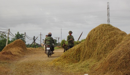 Tuốt, phơi rơm, lúa trên đường... hiểm họa khó lường - 4