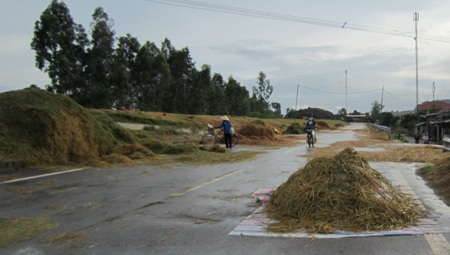 Tuốt, phơi rơm, lúa trên đường... hiểm họa khó lường - 7