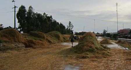 Tuốt, phơi rơm, lúa trên đường... hiểm họa khó lường - 8
