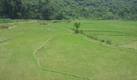 Nghệ An: Triển khai thí điểm bảo hiểm nông nghiệp - 2