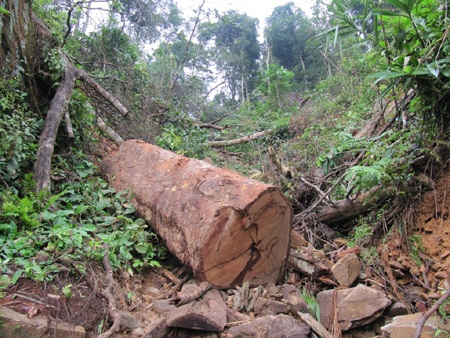 Phóng viên bị kiểm điểm vì chia sẻ thông tin phá rừng cho báo chí  - 1