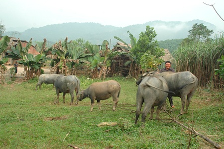 Anh Thắng bên đàn trâu.