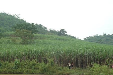 Vườn mía xanh ngắt, cây lớn cho vợ chồng anh thu nhập cao mỗi năm.