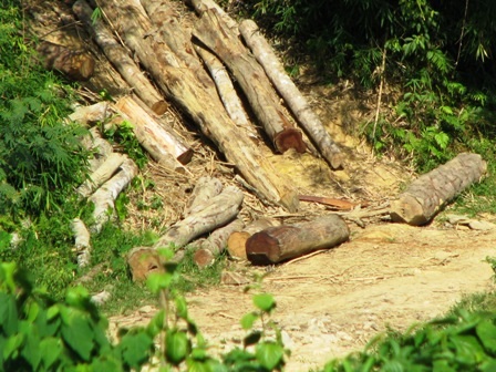 Đội trưởng Đội bảo vệ rừng "găm" 10m3 gỗ lậu - 1