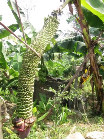 Buồng chuối khủng hơn 200 nải, dài 1,8 m tại gia đình nhà chị Hồng