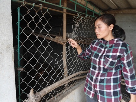 Hiện trường vụ mất trộm gà tại nhà chị Trần Thị Lý