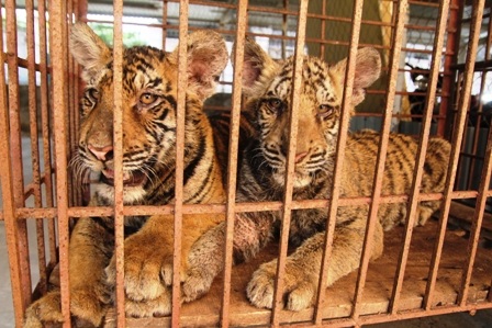 Hai cá thể hổ đang được cơ quan CA huyện Diễn Châu chăm sóc chờ hướng xử lý. Ảnh: Doãn Hòa