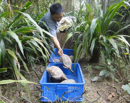 Các loại rùa bị nuôi nhốt cũng được thả về với thiên nhiên 