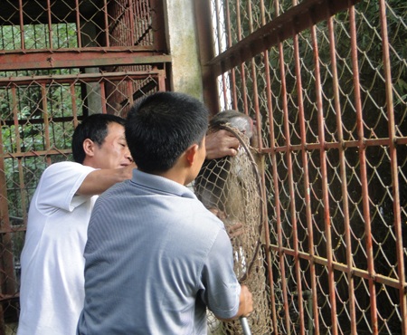 Khỉ mặt đỏ được bắt từ chuồng nuôi nhốt một thời gian khá dài