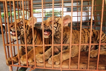 Mời Viện Sinh thái thẩm định hai con hổ được dân nuôi nhốt