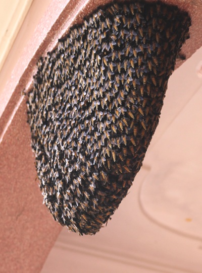 Tuy nhiên,
cách đây một tháng, đàn ong này lại quay trở lại làm tổ tại nhà anh