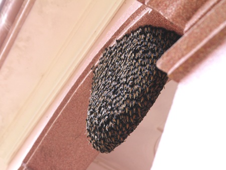 Tổ ong khủng xuất hiện cách đây gần 1 tháng và không ngừng lớn thêm