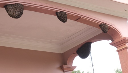 Người dân hiếu kỳ đến xem ong làm tổ ở nhà anh Hảo.