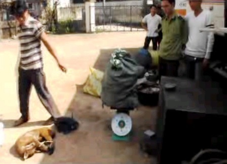 Bắt giữ xe khách biển Lào vận chuyển 80kg động vật hoang dã - 1 Bắt giữ xe khách biển Lào vận chuyển 80kg động vật hoang dã