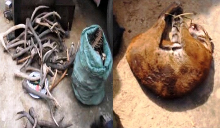 Bắt giữ xe khách biển Lào vận chuyển 80kg động vật hoang dã - 2 Tang vật gồm động vật và sản phẩm của động vật có trọng lượng gần 80kg