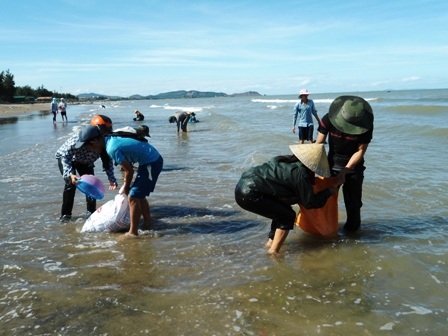 Người dân địa phương cho biết, hiếm hoi lắm mới có đợt sò huyết dạt vào bờ thế này