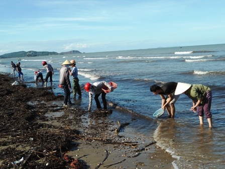 Từ sáng sớm, những đám sò huyết bị sóng đánh dạt vào bãi biển Cửa Lò