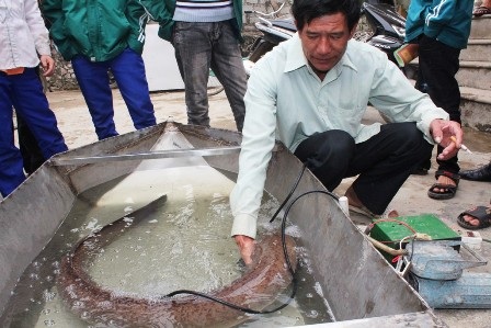 Ông Vũ Văn Tý và con cá chình khổng lồ mà mình bắt được