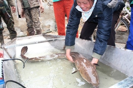 Con cá chình dài 1,5m, có trọng lượng gần 10kg được ông Tý bán 15 triệu đồng