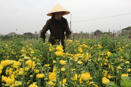 Nhiều cây ly bị chết, phải nhổ vứt bỏ.