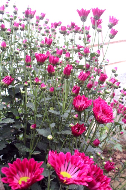 Hoa cười - người khóc