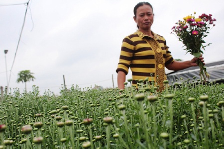 Nông dân “khóc” vì hoa “cười” trước Tết - 4 Hoa nở không người mua, bà Quang đành hái về cắm trong nhà.