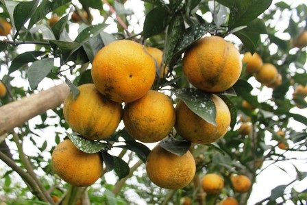 7 quả cam này có giá hơn 400.000đ