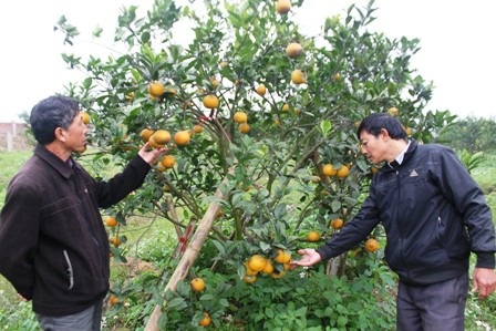 Các cây cam sai quả đã được khách hàng đặt từ 2 tháng trước