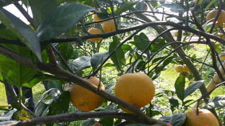 Cam Xã Đoài 60.000 đồng/quả vẫn “cháy” hàng