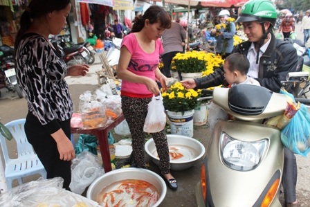 Cá chép vàng được khách hàng ưa chuộng