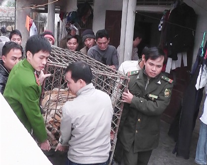 Lực lượng liên ngành phải dùng thuốc gây mê con hổ (Ảnh: Thái Dương)