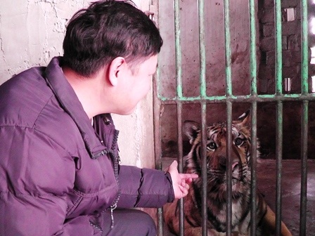 Cá thể hổ được nuôi nhốt trong căn phòng rộng khoảng 9m2