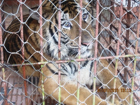 Cận cảnh chúa tể rừng xanh vừa được giải cứu