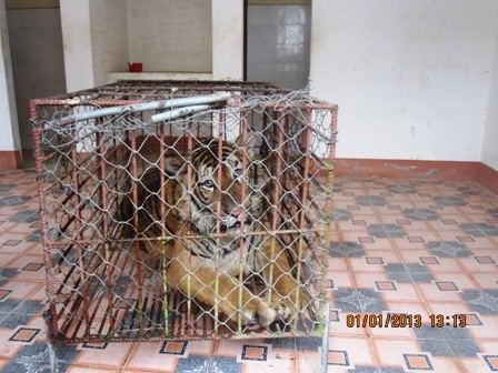 Cá thể hổ có trọng lượng gần 200kg, dài 2m