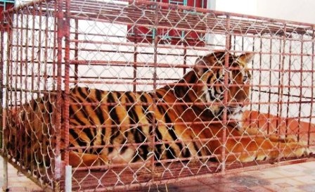 Chiều ngày 1/1, cá thể hổ được đưa về trụ sở CA huyện Yên Thành an toàn