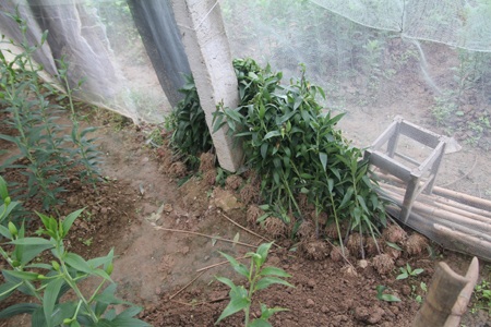 Nhiều cây ly bị chết, phải nhổ vứt bỏ.