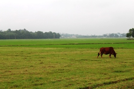 Cánh đồng Canh - nơi phát hiện em T. tử vong (Ảnh: Nguyễn Bình)