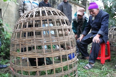 Các chú gà chọi được tuyển chọn kỹ càng để chuẩn bị thi đấu