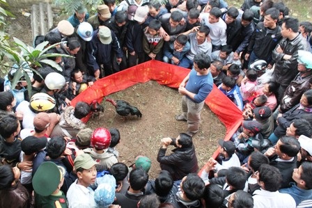 Sới gà chọi thu hút người tới xem