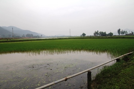 Người dân hoang mang sau cơn mưa “lạ” - 1 Người dân hoang mang sau cơn mưa “lạ”