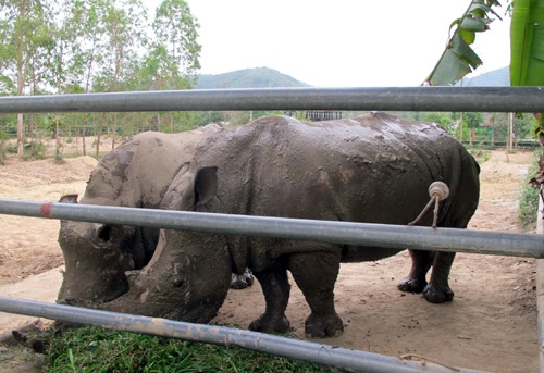 Cặp đôi tê giác khủng ở Trại Bò.