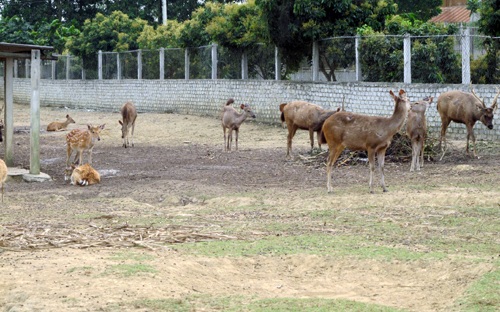 Đàn hươu hàng chục con.