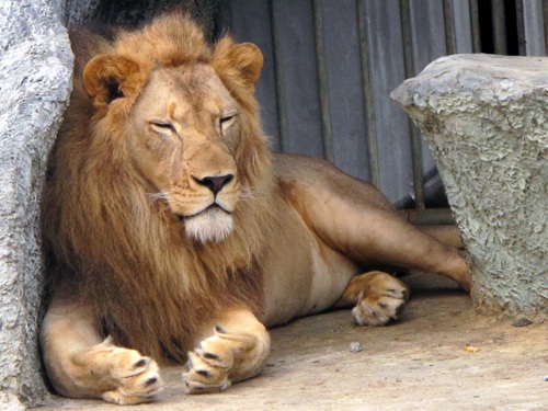 Sư tử đực cũng phát triển khá tốt.