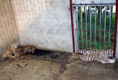 Con hổ cái được thả trong chuồng rộng lớn nô đùa.